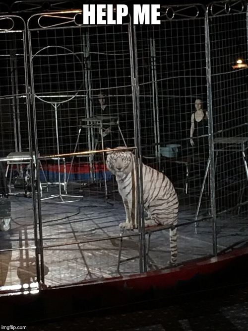 Help me tiger | HELP ME | image tagged in tiger,circus | made w/ Imgflip meme maker
