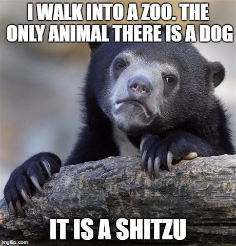 Confession Bear | I WALK INTO A ZOO. THE ONLY ANIMAL THERE IS A DOG; IT IS A SHITZU | image tagged in memes,confession bear | made w/ Imgflip meme maker