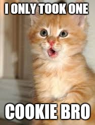 Funny animals | I ONLY TOOK ONE; COOKIE BRO | image tagged in funny animals | made w/ Imgflip meme maker