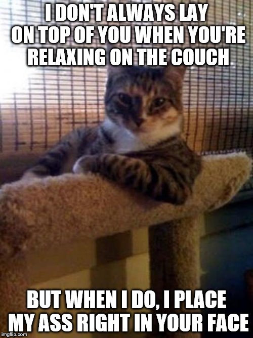 The Most Interesting Cat In The World | I DON'T ALWAYS LAY ON TOP OF YOU WHEN YOU'RE RELAXING ON THE COUCH; BUT WHEN I DO, I PLACE MY ASS RIGHT IN YOUR FACE | image tagged in memes,the most interesting cat in the world | made w/ Imgflip meme maker