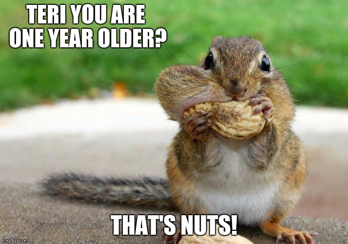 funny squirrel | TERI YOU ARE ONE YEAR OLDER? THAT'S NUTS! | image tagged in funny squirrel | made w/ Imgflip meme maker