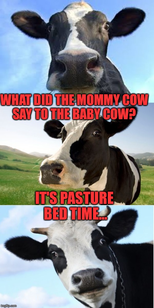 Bad Pun Cow | WHAT DID THE MOMMY COW SAY TO THE BABY COW? IT'S PASTURE BED TIME... | image tagged in bad pun cow | made w/ Imgflip meme maker