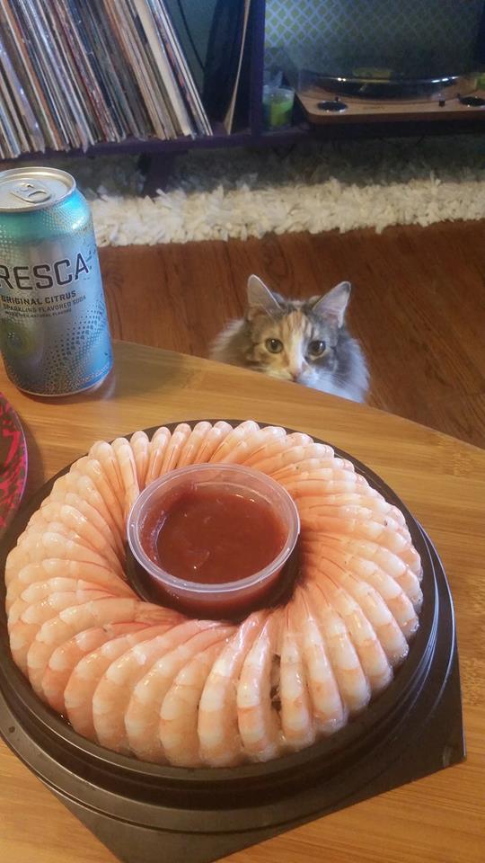 shrimpcat Blank Meme Template