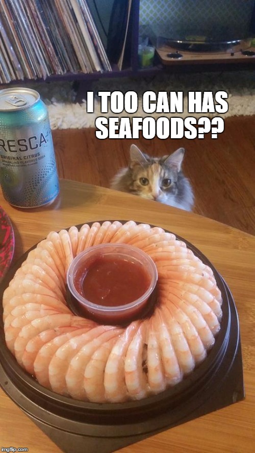 shrimpcat | I TOO CAN HAS SEAFOODS?? | image tagged in shrimpcat | made w/ Imgflip meme maker