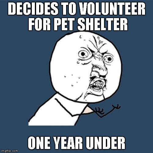 Y U No Meme | DECIDES TO VOLUNTEER FOR PET SHELTER; ONE YEAR UNDER | image tagged in memes,y u no | made w/ Imgflip meme maker