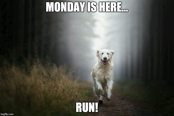 incoming | MONDAY IS HERE…; RUN! | image tagged in it's coming,monday,memes,funny,dog | made w/ Imgflip meme maker