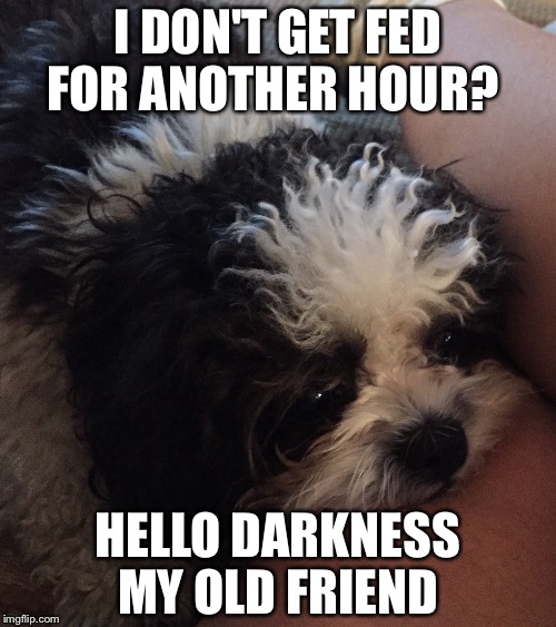 Some one needs to teach this dog that patience is a virtue. | I DON'T GET FED FOR ANOTHER HOUR? HELLO DARKNESS MY OLD FRIEND | image tagged in hello darkness my old friend | made w/ Imgflip meme maker
