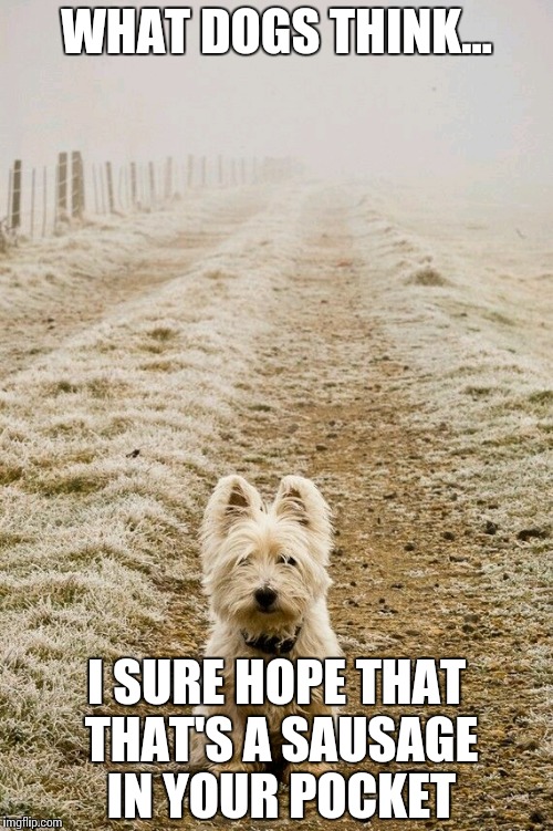 High Hopes | WHAT DOGS THINK…; I SURE HOPE THAT THAT'S A SAUSAGE IN YOUR POCKET | image tagged in high hopes,memes,funny,funny memes,dog,sausage | made w/ Imgflip meme maker