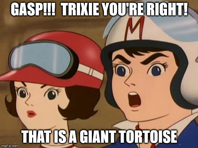 speedmeme1 | GASP!!!  TRIXIE YOU'RE RIGHT! THAT IS A GIANT TORTOISE | image tagged in speed racer,tortoise | made w/ Imgflip meme maker