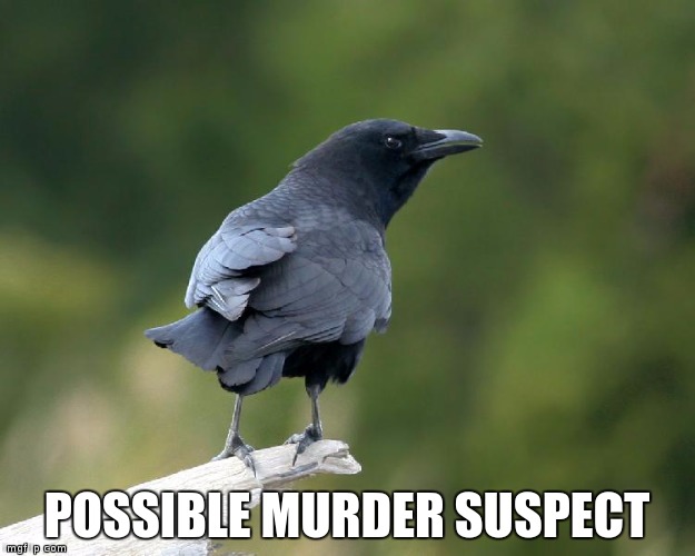 It's a crow's life.... | POSSIBLE MURDER SUSPECT | image tagged in humor,animals | made w/ Imgflip meme maker