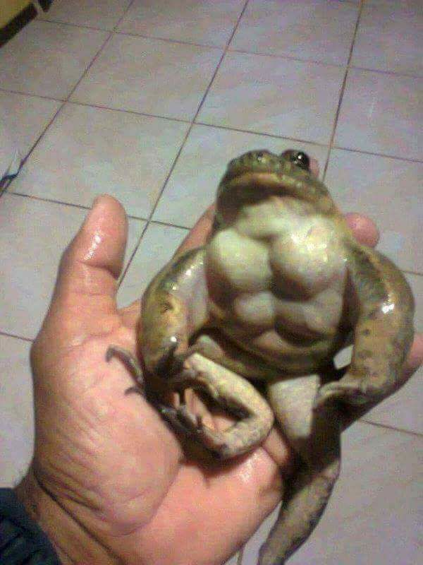 High Quality Muscle Frog Blank Meme Template