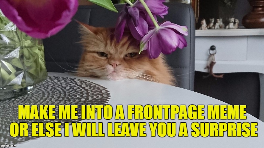 Frontpage grumpy cat | MAKE ME INTO A FRONTPAGE MEME OR ELSE I WILL LEAVE YOU A SURPRISE | image tagged in grumpy red cat 20,frontpage,grumpy cat,meme | made w/ Imgflip meme maker