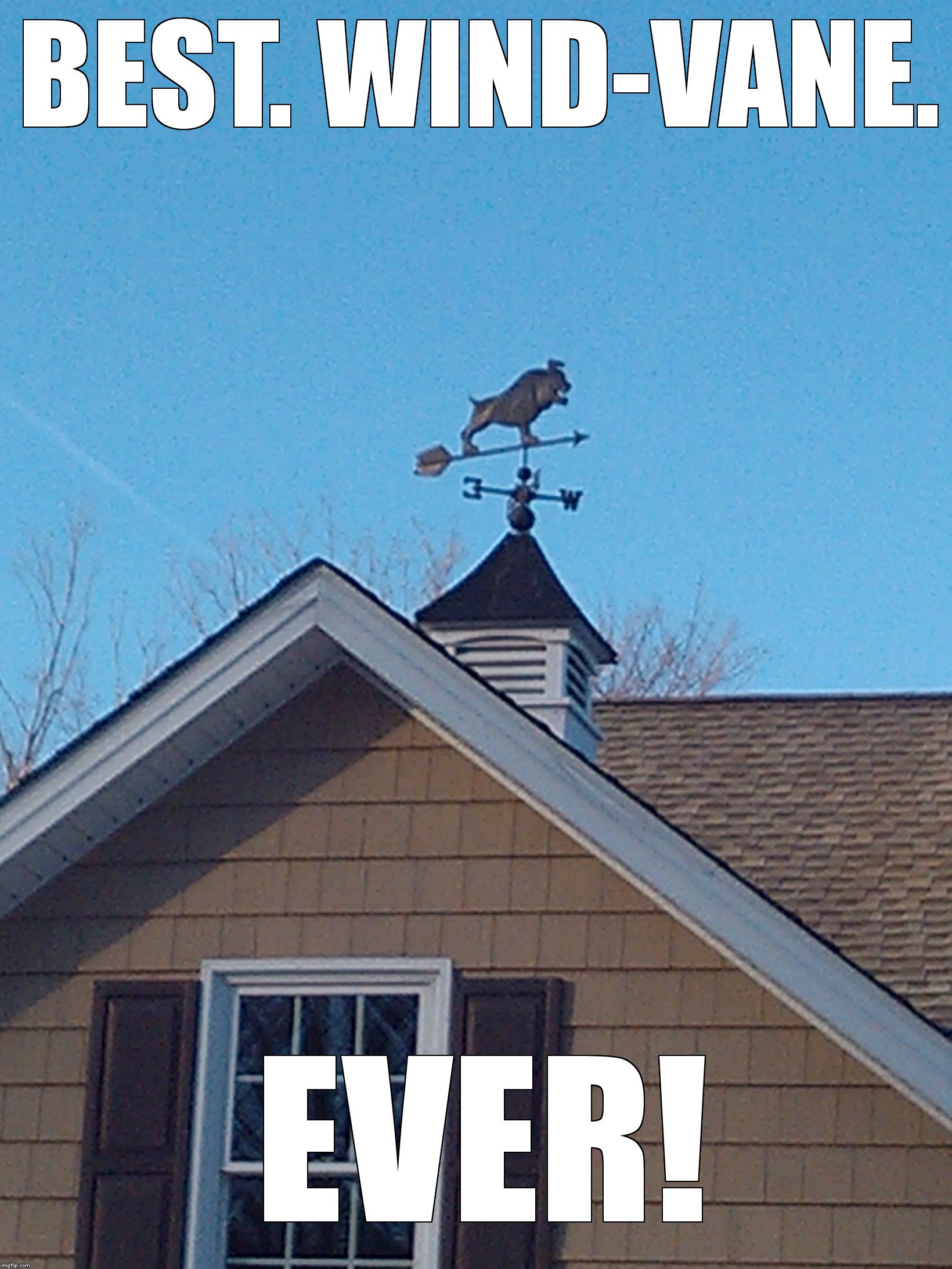 BEST. WIND-VANE. EVER! | image tagged in dog wind vane | made w/ Imgflip meme maker