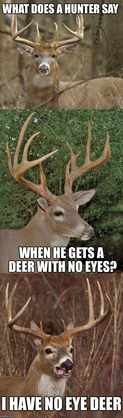 Bad Pun Buck | WHAT DOES A HUNTER SAY; WHEN HE GETS A DEER WITH NO EYES? I HAVE NO EYE DEER | image tagged in bad pun buck,memes,bad pun,bad puns,funny | made w/ Imgflip meme maker
