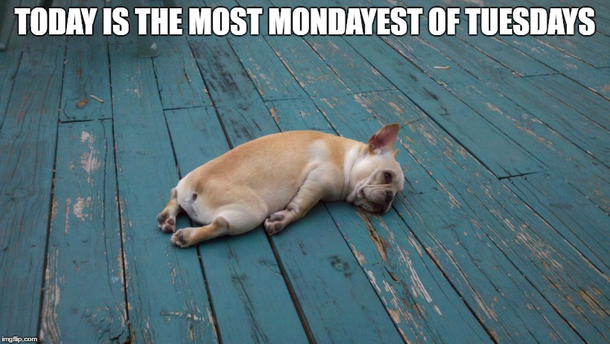 Adulting_Pug | TODAY IS THE MOST MONDAYEST OF TUESDAYS | image tagged in adulting_pug | made w/ Imgflip meme maker