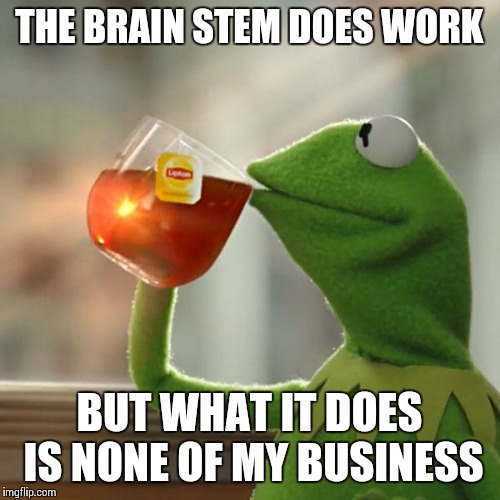 But That's None Of My Business Meme | THE BRAIN STEM DOES WORK; BUT WHAT IT DOES IS NONE OF MY BUSINESS | image tagged in memes,but thats none of my business,kermit the frog | made w/ Imgflip meme maker