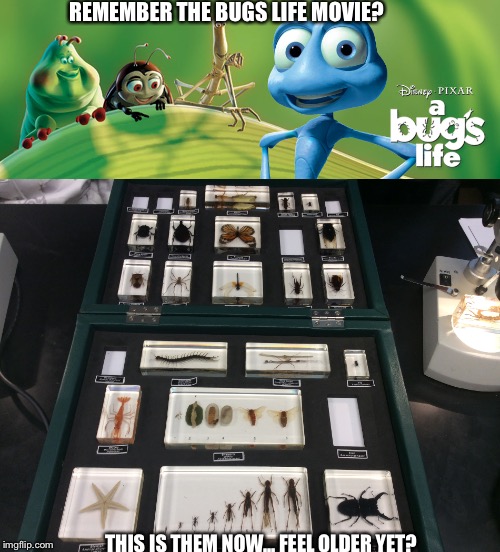 Bugs life meme | REMEMBER THE BUGS LIFE MOVIE? THIS IS THEM NOW... FEEL OLDER YET? | image tagged in bugs,feel old yet | made w/ Imgflip meme maker