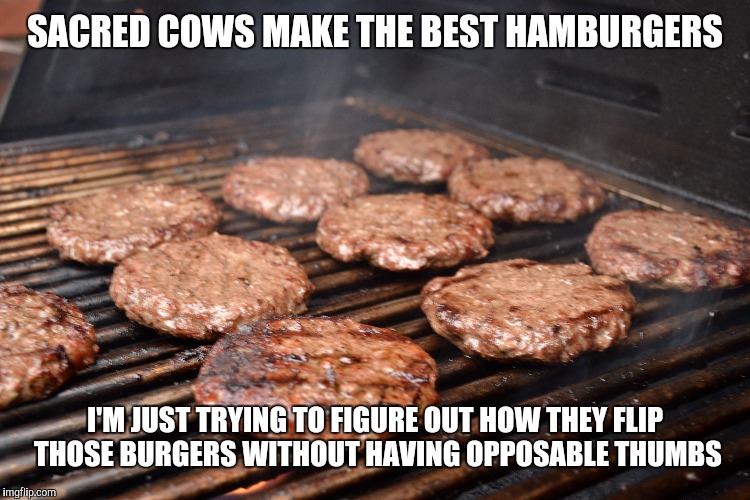 SACRED COWS MAKE THE BEST HAMBURGERS I'M JUST TRYING TO FIGURE OUT HOW THEY FLIP THOSE BURGERS WITHOUT HAVING OPPOSABLE THUMBS | made w/ Imgflip meme maker