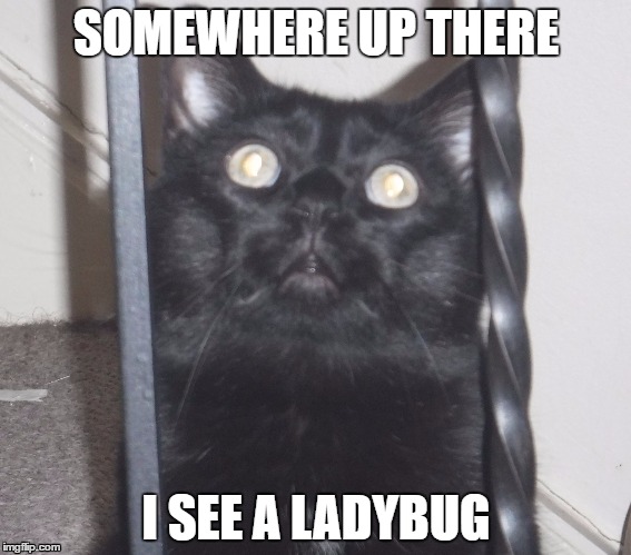 Cat looking at ladybug | SOMEWHERE UP THERE; I SEE A LADYBUG | image tagged in funny cat memes,black cat,cute cat,omg cat | made w/ Imgflip meme maker
