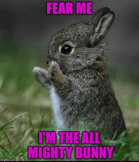 Cute Bunny | FEAR ME; I'M THE ALL MIGHTY BUNNY | image tagged in cute bunny | made w/ Imgflip meme maker