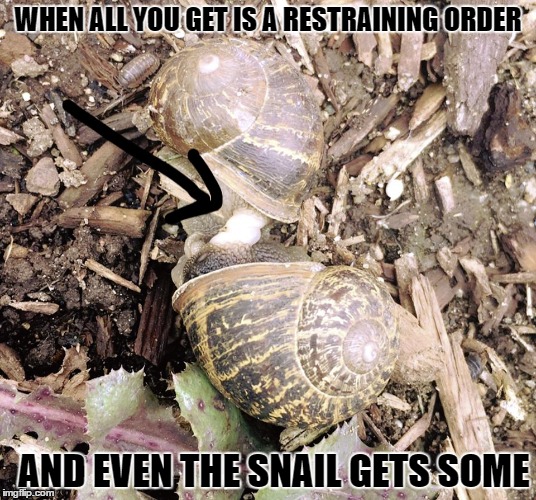 snail | WHEN ALL YOU GET IS A RESTRAINING ORDER; AND EVEN THE SNAIL GETS SOME | image tagged in snail | made w/ Imgflip meme maker