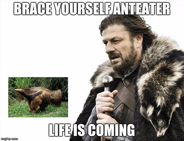 life of an anteater | BRACE YOURSELF ANTEATER; LIFE IS COMING | image tagged in memes,brace yourselves x is coming | made w/ Imgflip meme maker