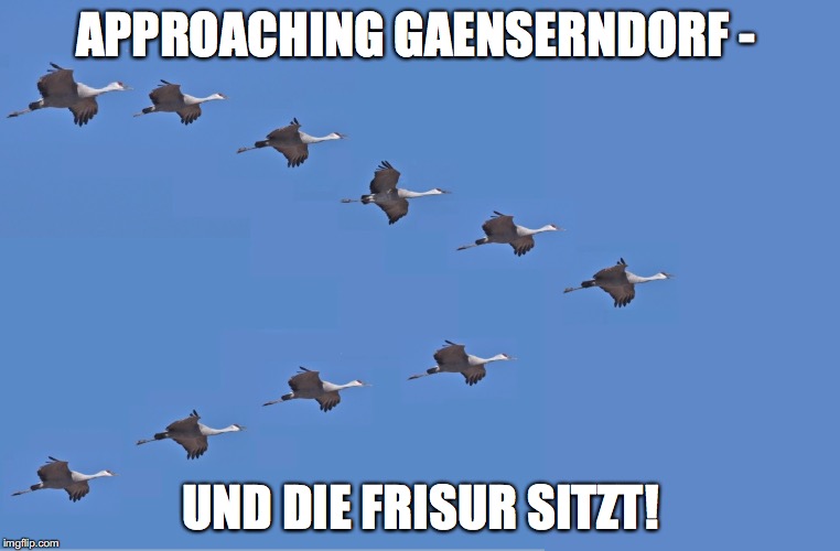 GEESE | APPROACHING GAENSERNDORF -; UND DIE FRISUR SITZT! | image tagged in geese | made w/ Imgflip meme maker