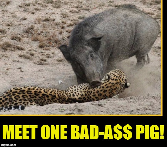 Nature Pictures that Can't Be Real But Are #2229x | MEET ONE BAD-A$$ PIG! | image tagged in vince vance,wild boar,leopard | made w/ Imgflip meme maker