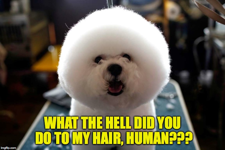 Bichon Frise | WHAT THE HELL DID YOU DO TO MY HAIR, HUMAN??? | image tagged in hairdo | made w/ Imgflip meme maker