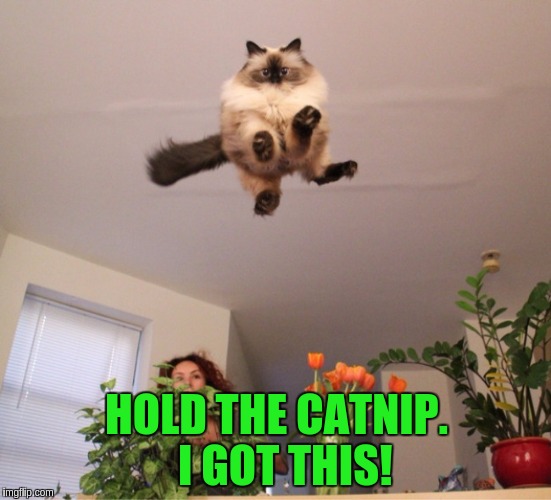 flying cat | HOLD THE CATNIP. 
I GOT THIS! | image tagged in cat flying crazy catnip | made w/ Imgflip meme maker