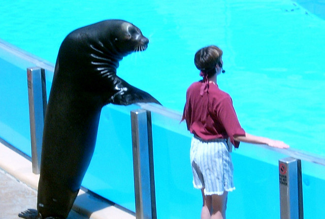 High Quality Seal gets the girl Blank Meme Template