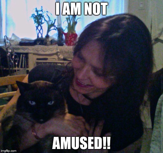 not amused | I AM NOT; AMUSED!! | image tagged in grumpy cat | made w/ Imgflip meme maker
