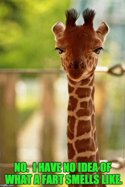 Giraffe | NO.  I HAVE NO IDEA OF WHAT A FART SMELLS LIKE. | image tagged in giraffe | made w/ Imgflip meme maker
