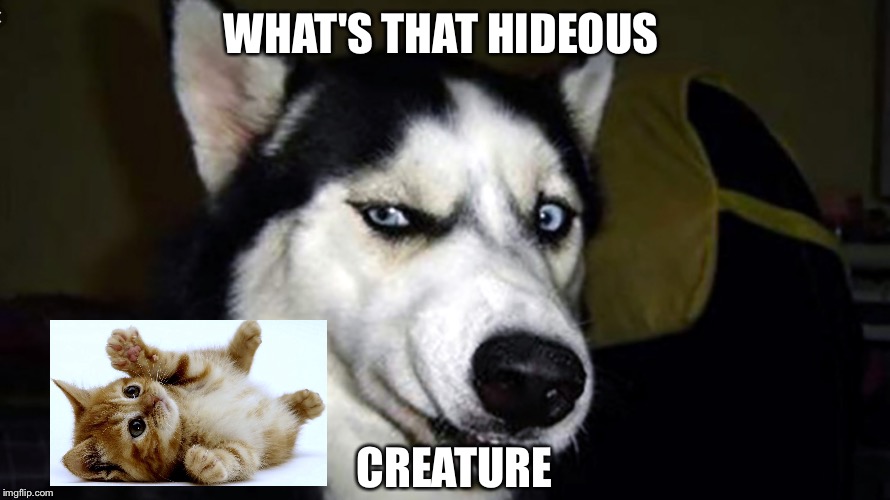 Disgusted dog | WHAT'S THAT HIDEOUS; CREATURE | image tagged in disgusted dog | made w/ Imgflip meme maker
