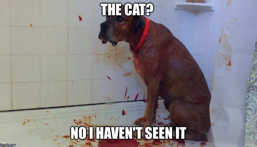 THE CAT? NO I HAVEN'T SEEN IT | image tagged in bloody dg | made w/ Imgflip meme maker