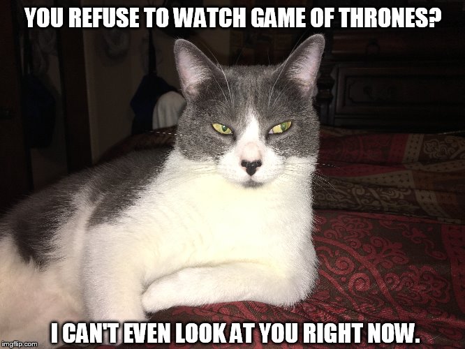 YOU REFUSE TO WATCH GAME OF THRONES? I CAN'T EVEN LOOK AT YOU RIGHT NOW. | image tagged in cat | made w/ Imgflip meme maker