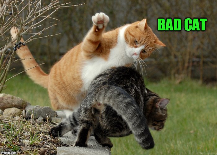 BAD CAT | made w/ Imgflip meme maker