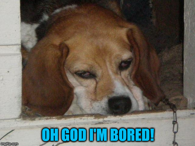 Beagle bored | OH GOD I'M BORED! | image tagged in oh god i'm bored,beagle meme,beagle bored,tylsistynyt beagle | made w/ Imgflip meme maker