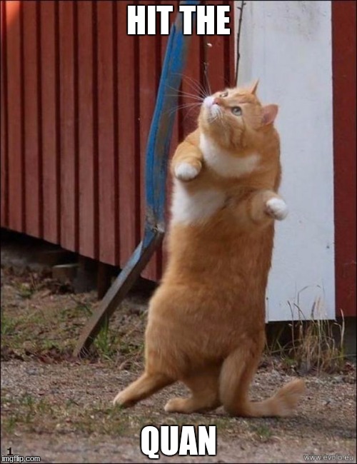 dancing cat | HIT THE; QUAN | image tagged in dancing cat | made w/ Imgflip meme maker