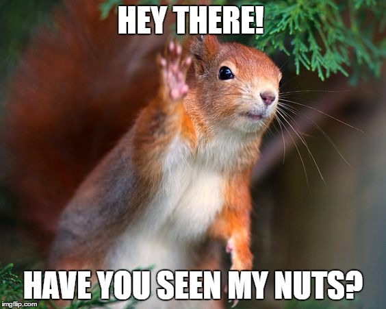Have you seen my nuts? | HEY THERE! HAVE YOU SEEN MY NUTS? | image tagged in squirrel,nuts,hey there,funny animal,balls | made w/ Imgflip meme maker