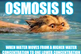 Funny animals | OSMOSIS IS; WHEN WATER MOVES FROM A HIGHER WATER CONCENTRATION TO ONE LOWER CONCENTRATION | image tagged in funny animals | made w/ Imgflip meme maker