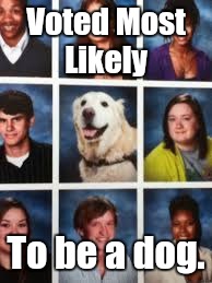 Harold Dogge | Voted Most Likely; To be a dog. | image tagged in memes,voted most likely,to be,funny | made w/ Imgflip meme maker