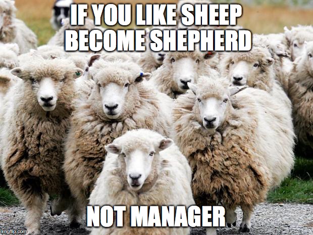 Sheeps | IF YOU LIKE SHEEP BECOME SHEPHERD; NOT MANAGER | image tagged in sheeps | made w/ Imgflip meme maker