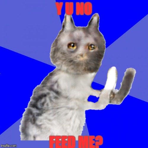 Y U No cat has a question | Y U NO; FEED ME? | image tagged in funny,memes about memes,y u no,cats | made w/ Imgflip meme maker