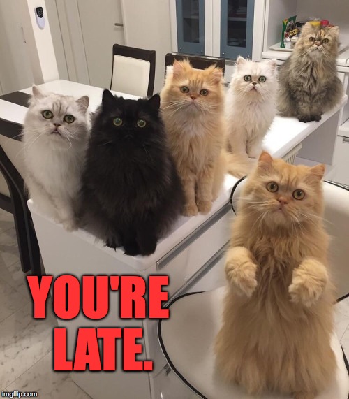 Office cats | YOU'RE LATE. | image tagged in latecomer | made w/ Imgflip meme maker