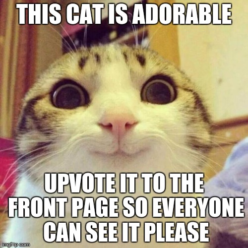 EVERYONE NEEDS TO SEE IT. | THIS CAT IS ADORABLE; UPVOTE IT TO THE FRONT PAGE SO EVERYONE CAN SEE IT PLEASE | image tagged in memes,smiling cat | made w/ Imgflip meme maker