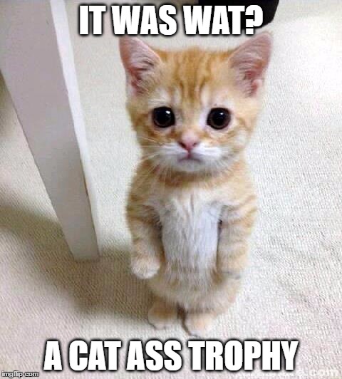 Cute Cat Spilt the Milk | IT WAS WAT? A CAT ASS TROPHY | image tagged in memes,cute cat | made w/ Imgflip meme maker
