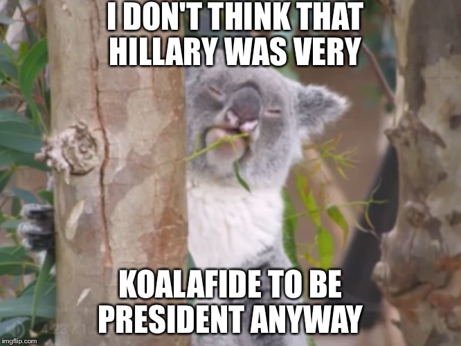 Weed Koala | I DON'T THINK THAT HILLARY WAS VERY; KOALAFIDE TO BE PRESIDENT ANYWAY | image tagged in weed koala | made w/ Imgflip meme maker