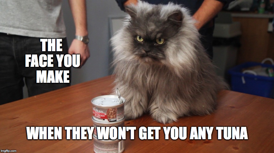 Colonel Meow |  THE FACE YOU MAKE; WHEN THEY WON'T GET YOU ANY TUNA | image tagged in no tuna | made w/ Imgflip meme maker