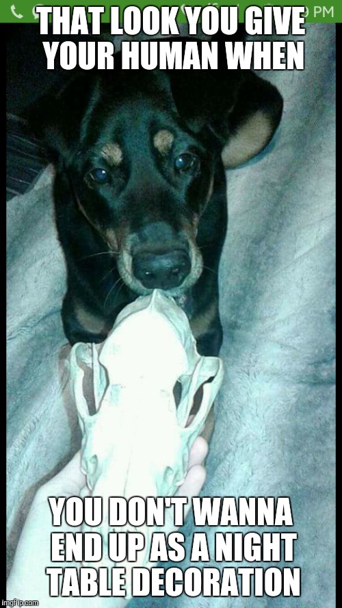 That look you give your human | THAT LOOK YOU GIVE YOUR HUMAN WHEN; YOU DON'T WANNA END UP AS A NIGHT TABLE DECORATION | image tagged in dog | made w/ Imgflip meme maker